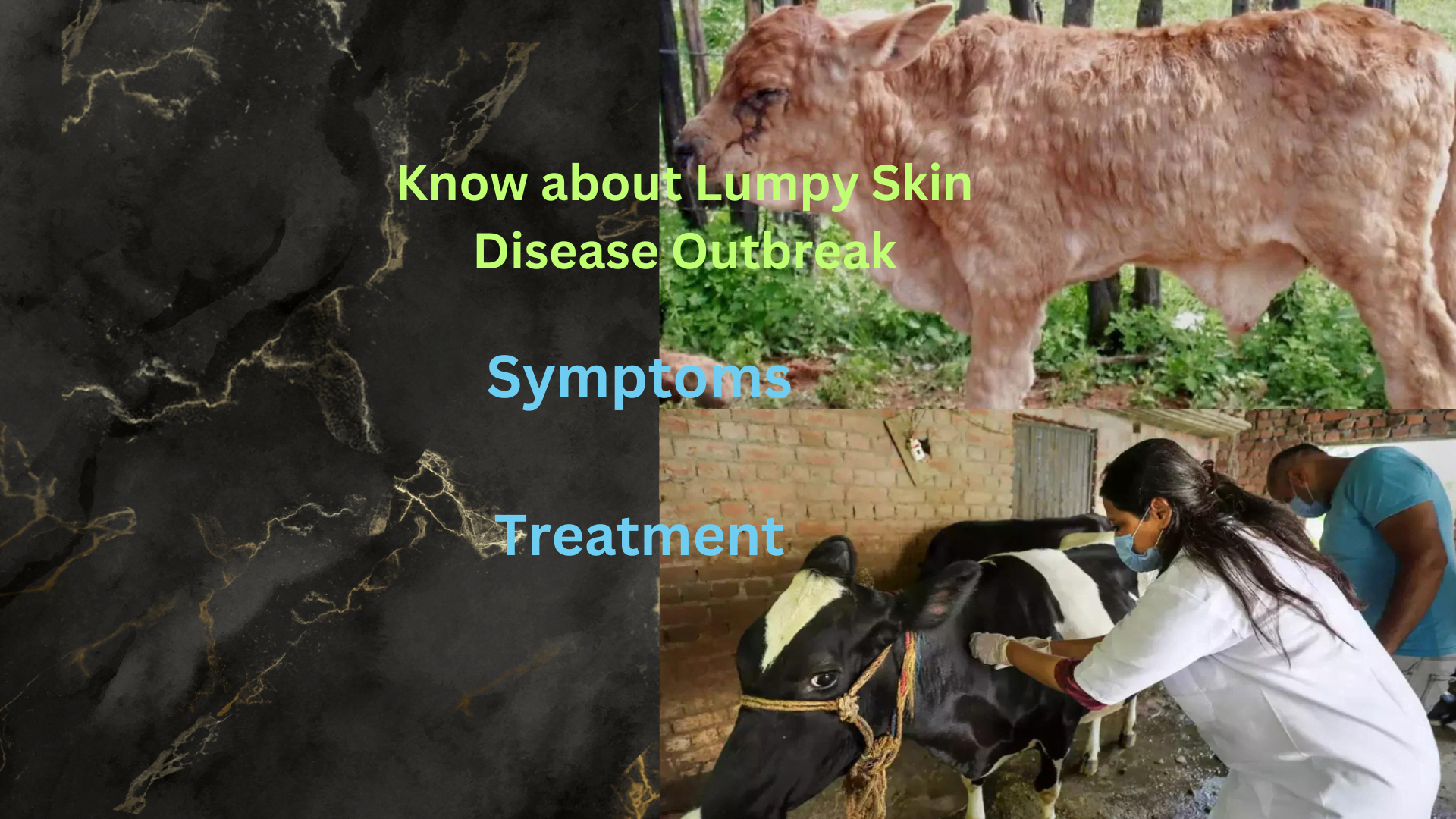 Lumpy Virus | Symptoms & treatment