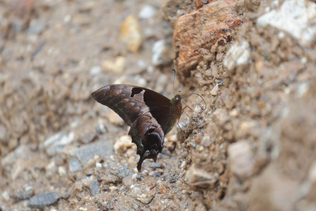 Butterfly Species Discovered