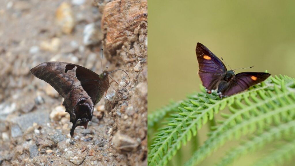 Butterfly Species Discovered