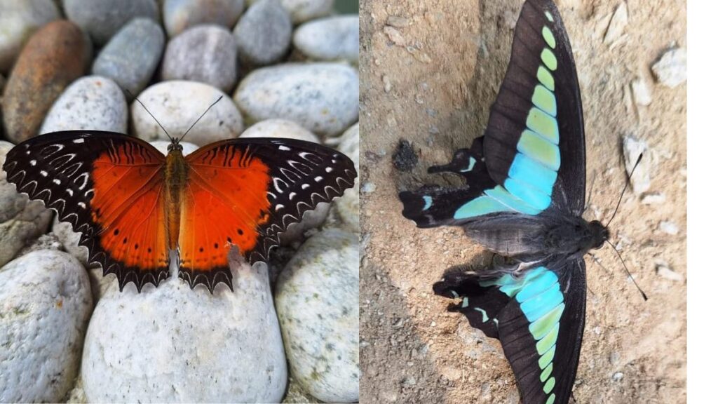 Butterfly in and around Yangang South Sikkim